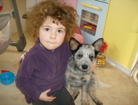 Le Bouvier Australien