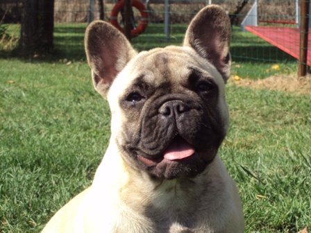 Bouledogue Français