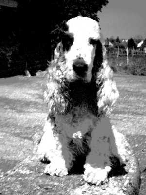 L&rsquo;English Cocker Spaniel