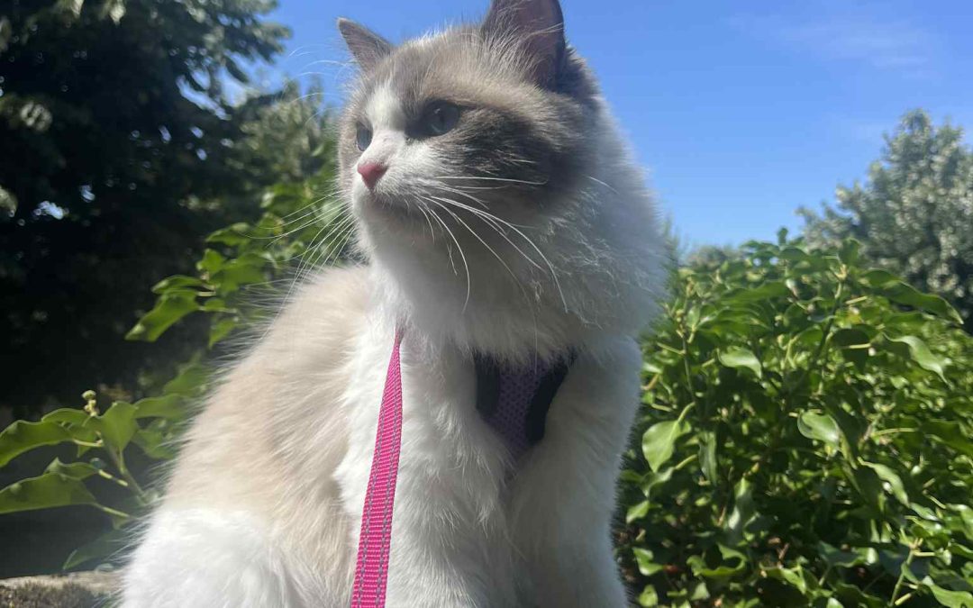 Exposition Féline Internationale