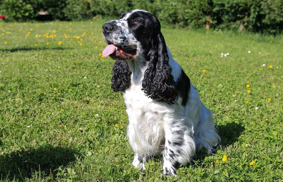 Gulli : Cocker Anglais