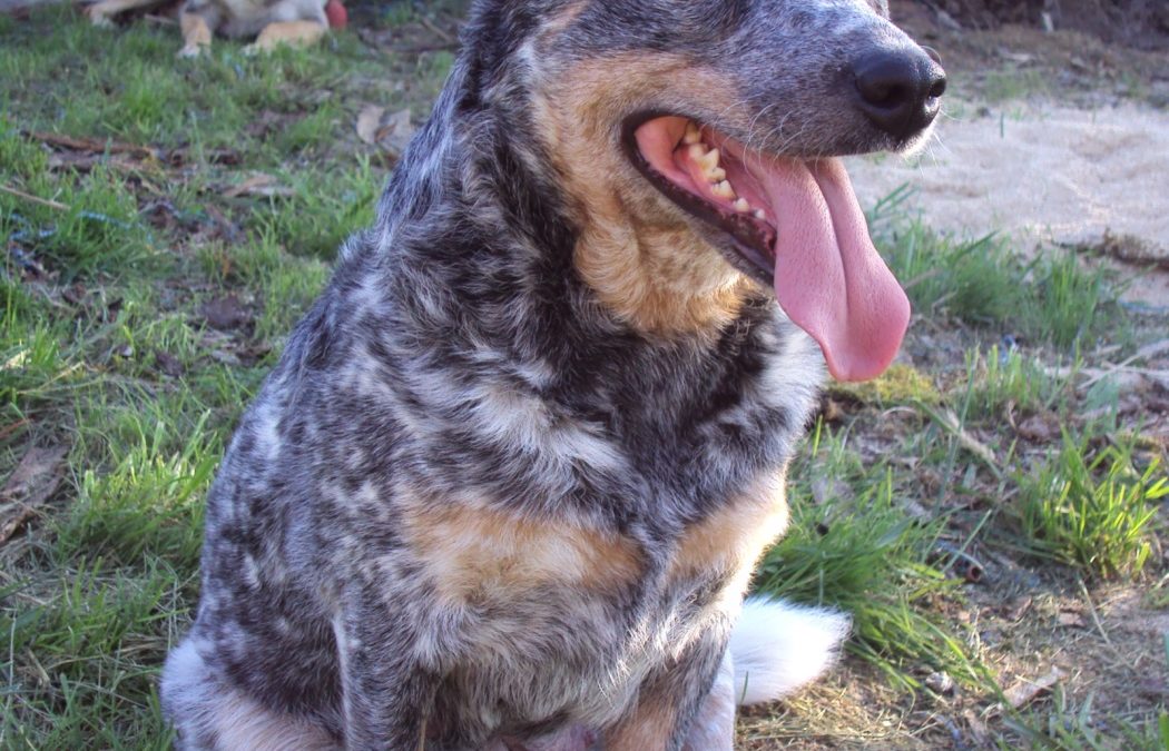 Fly : Notre Bouvier Australien en activité